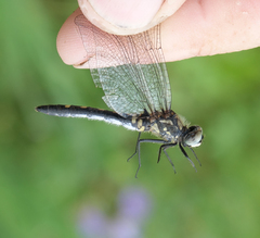 Leucorrhinia intermedia