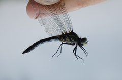 Leucorrhinia intermedia