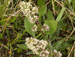 Valeriana edulis
