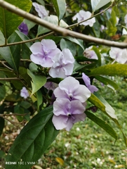Brunfelsia pauciflora
