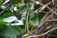 Odontadenia nitida