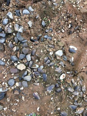 Nodularia douglasiae