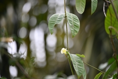 Odontadenia nitida