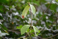 Odontadenia nitida
