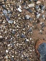 Nodularia douglasiae