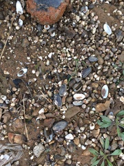 Nodularia douglasiae