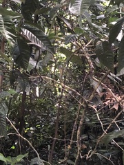 Dysithamnus mentalis