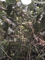 Dysithamnus mentalis