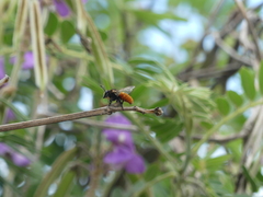 Megachilini