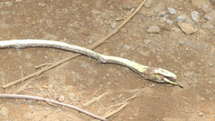 Oxybelis potosiensis