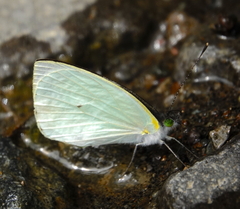 Leptophobia