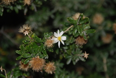 Chiliotrichum diffusum