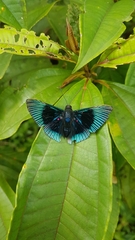 Lyropteryx apollonia