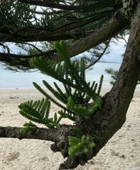 Araucaria heterophylla