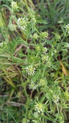 Acicarpha tribuloides