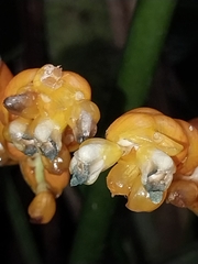 Stromanthe stromanthoides