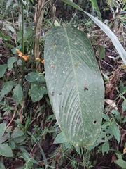 Stromanthe stromanthoides