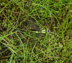 Ophiogomphus obscurus