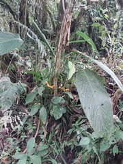 Stromanthe stromanthoides