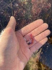 Flabellinopsis iodinea