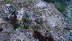 Leptocottus armatus