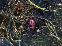 Flabellinopsis iodinea