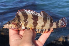 Oxylebius pictus