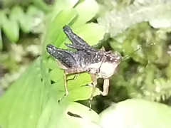 Batrachidea