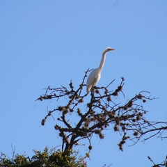 Ardea alba egretta