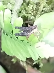 Batrachidea