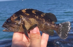 Sebastes chrysomelas