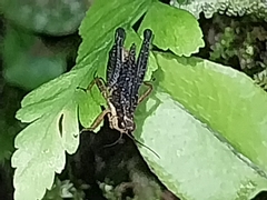 Batrachidea