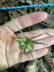 Elaeocarpus hookerianus