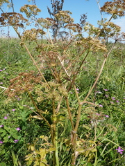 Ostericum palustre