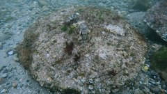 Leptocottus armatus