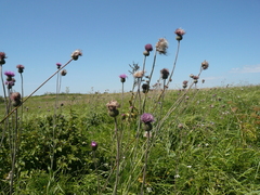 Cirsium canum