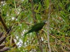 Brotogeris versicolurus