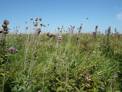Cirsium canum