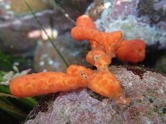 Metandrocarpa dura