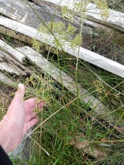 Cenolophium denudatum
