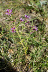 Cuphea glutinosa