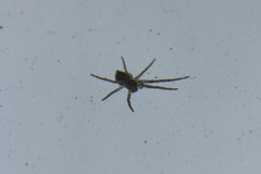Philodromidae