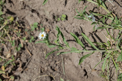 Noticastrum diffusum