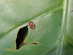 Diekeana admirabilis