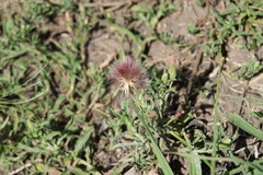 Noticastrum diffusum