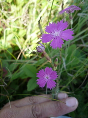 Dianthus campestris