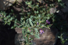 Cuphea glutinosa