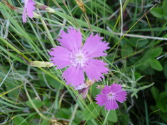 Dianthus campestris