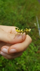 Callibia diana