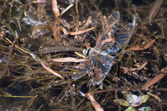 Rhionaeschna absoluta